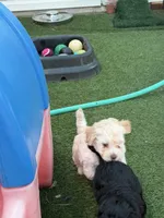 Tuxedo, a male Miniature Goldendoodle for sale in Tyler, TX – 7 of 10