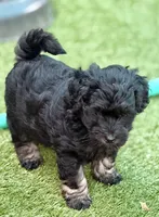 Tuxedo, a male Miniature Goldendoodle for sale in Tyler, TX – 8 of 10