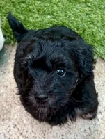 Tuxedo, a male Miniature Goldendoodle for sale in Tyler, TX – 4 of 10