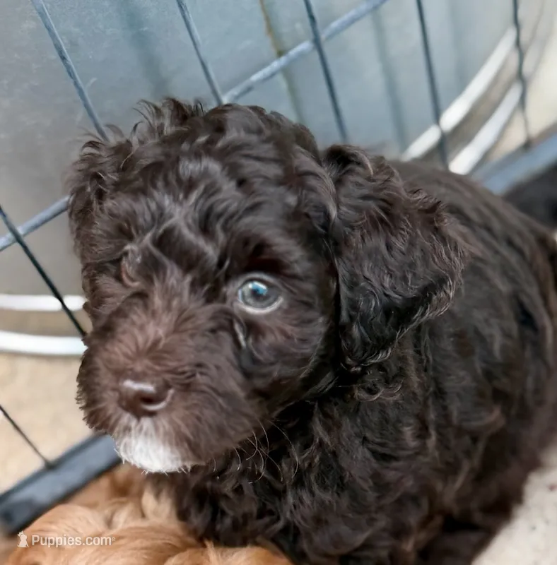 My  Girl – Miniature Goldendoodle puppy for sale in Tyler, TX