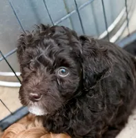 My  Girl, a female Miniature Goldendoodle for sale in Tyler, TX – 1 of 5