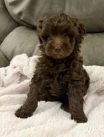 Brownie Girl, a female Goldendoodle and Poodle - Toy  for sale in Tyler, TX – 8 of 10