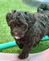 My  Girl, a female Miniature Goldendoodle for sale in Tyler, TX – 5 of 5