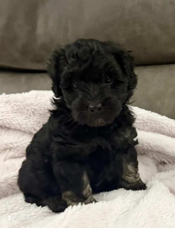 Tuxedo – Miniature Goldendoodle puppy for sale in Tyler, TX
