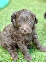 Brownie Girl, a female Goldendoodle and Poodle - Toy  for sale in Tyler, TX – 4 of 10