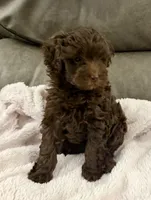 Brownie Girl, a female Goldendoodle and Poodle - Toy  for sale in Tyler, TX – 5 of 10
