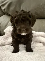 My  Girl, a female Miniature Goldendoodle for sale in Tyler, TX – 2 of 5