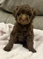 Brownie Girl, a female Goldendoodle and Poodle - Toy  for sale in Tyler, TX – 10 of 10