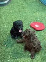 Brownie Girl, a female Goldendoodle and Poodle - Toy  for sale in Tyler, TX – 9 of 10