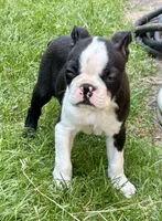 Male Boston Terrier, a male Boston Terrier for sale in Niskayuna, NY – 2 of 10