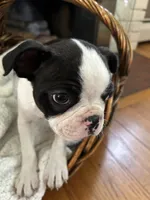 Male Boston Terrier, a male Boston Terrier for sale in Niskayuna, NY – 6 of 10