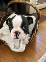 Male Boston Terrier, a male Boston Terrier for sale in Niskayuna, NY – 9 of 10