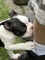 Male Boston Terrier, a male Boston Terrier for sale in Niskayuna, NY – 5 of 10