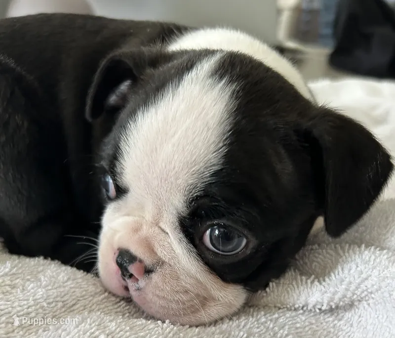 Male Boston Terrier – Boston Terrier puppy for sale in Niskayuna, NY
