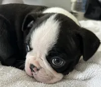 Male Boston Terrier, a male Boston Terrier for sale in Niskayuna, NY – 8 of 10
