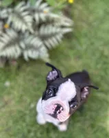 Male Boston Terrier, a male Boston Terrier for sale in Niskayuna, NY – 3 of 10