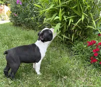 Male Boston Terrier, a male Boston Terrier for sale in Niskayuna, NY – 4 of 10