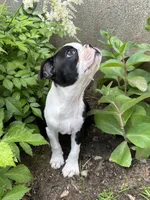Male Boston Terrier, a male Boston Terrier for sale in Niskayuna, NY – 7 of 10
