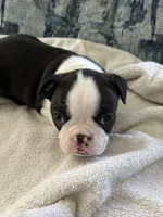 Male Boston Terrier, a male Boston Terrier for sale in Niskayuna, NY – 2 of 3