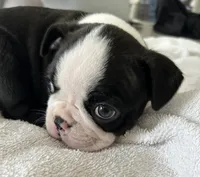 Male Boston Terrier, a male Boston Terrier for sale in Niskayuna, NY – 1 of 3