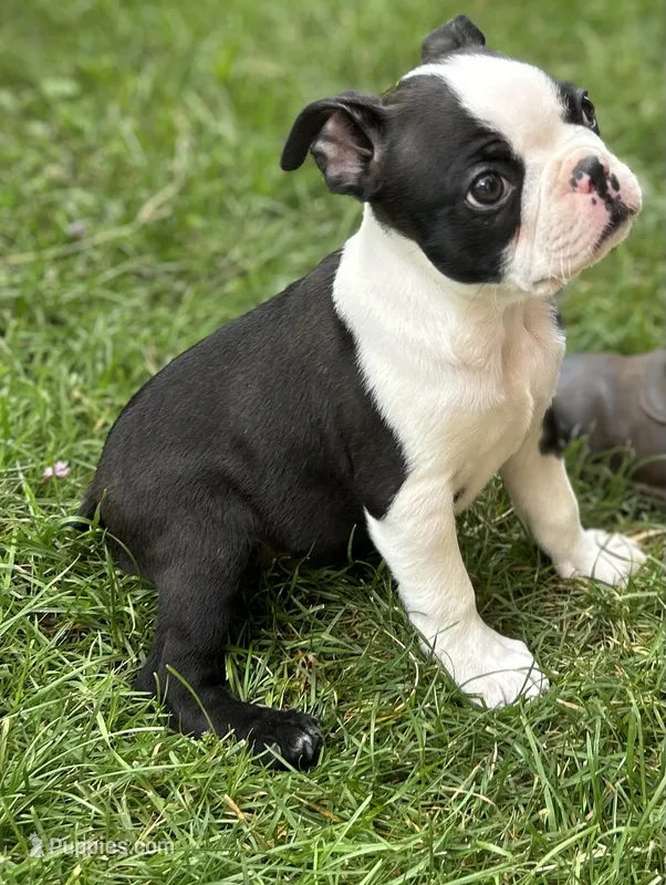 Male Boston Terrier – Boston Terrier puppy for sale in Niskayuna, NY