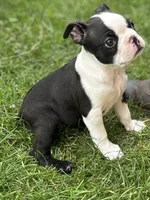 Male Boston Terrier, a male Boston Terrier for sale in Niskayuna, NY – 1 of 10