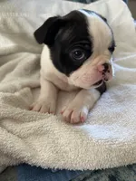 Male Boston Terrier, a male Boston Terrier for sale in Niskayuna, NY – 3 of 3