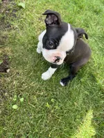 Male Boston Terrier, a male Boston Terrier for sale in Niskayuna, NY – 10 of 10