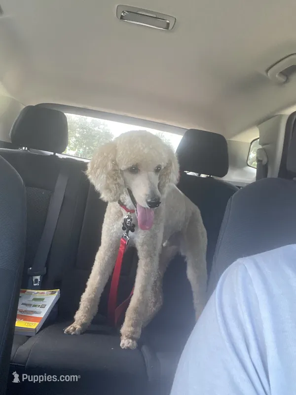Rigel  – Poodle - Standard  puppy for sale in West Palm Beach, FL