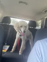 Rigel , a male Poodle - Standard  for sale in West Palm Beach, FL – 1 of 3