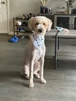 Rigel , a male Poodle - Standard  for sale in West Palm Beach, FL – 3 of 3