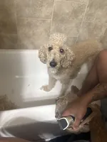 Rigel , a male Poodle - Standard  for sale in West Palm Beach, FL – 2 of 3