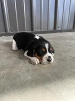 Daisy, a female Beagle for sale in Munfordville, KY – Photo 2 of 4