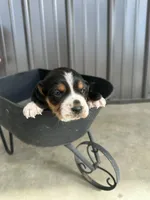 Daisy, a female Beagle for sale in Munfordville, KY – Photo 3 of 4