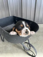 Daisy, a female Beagle for sale in Munfordville, KY – Photo 4 of 4