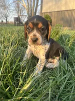 Daisy, a female Beagle for sale in Munfordville, KY – Photo 3 of 7