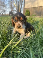 Daisy, a female Beagle for sale in Munfordville, KY – Photo 2 of 7