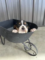 Daisy, a female Beagle for sale in Munfordville, KY – Photo 1 of 4