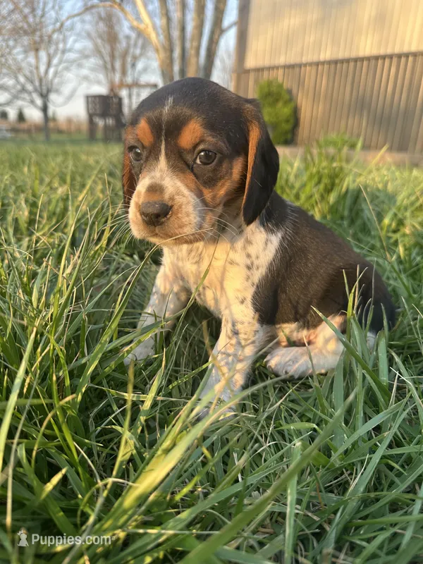 Daisy – Beagle puppy for sale in Munfordville, KY