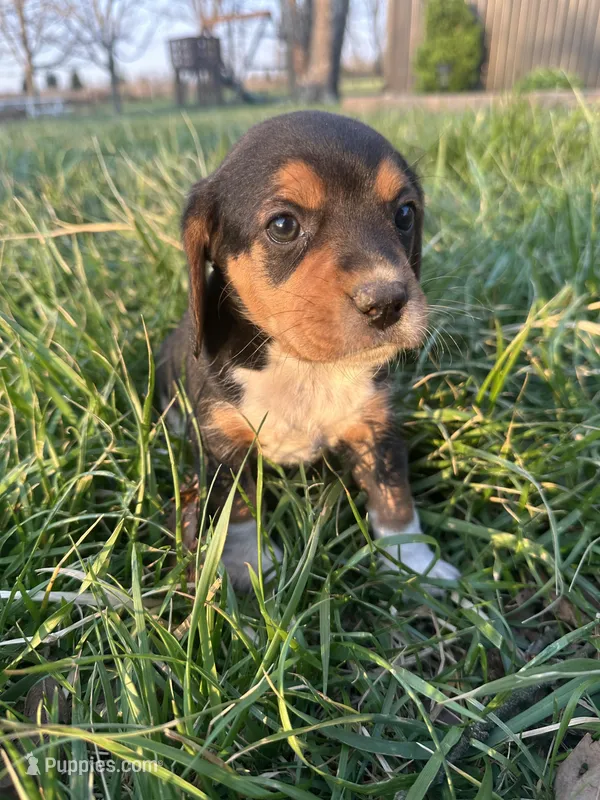 Rosebud – Beagle puppy for sale in Munfordville, KY