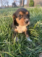 Rosebud, a female Beagle for sale in Munfordville, KY – Photo 1 of 7