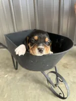 Rosebud, a female Beagle for sale in Munfordville, KY – Photo 4 of 4