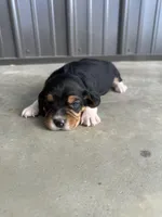 Rosebud, a female Beagle for sale in Munfordville, KY – Photo 3 of 4