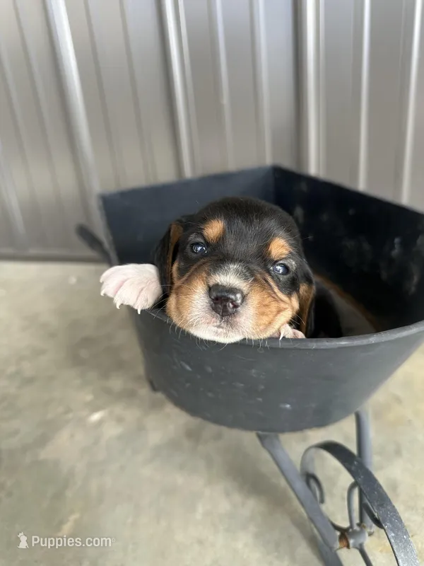 Rosebud – Beagle puppy for sale in Munfordville, KY