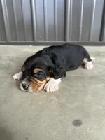 Rosebud, a female Beagle for sale in Munfordville, KY – Photo 2 of 4