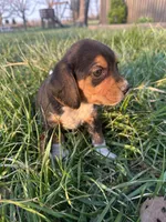 Rosebud, a female Beagle for sale in Munfordville, KY – Photo 3 of 7