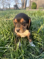 Rosebud, a female Beagle for sale in Munfordville, KY – Photo 2 of 7