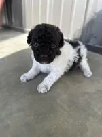 Domino, a male Poodle - Toy  for sale in Munfordville, KY – Photo 1 of 4