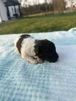 Domino, a male Poodle - Toy  for sale in Munfordville, KY – Photo 1 of 2