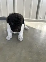 Domino, a male Poodle - Toy  for sale in Munfordville, KY – Photo 2 of 4